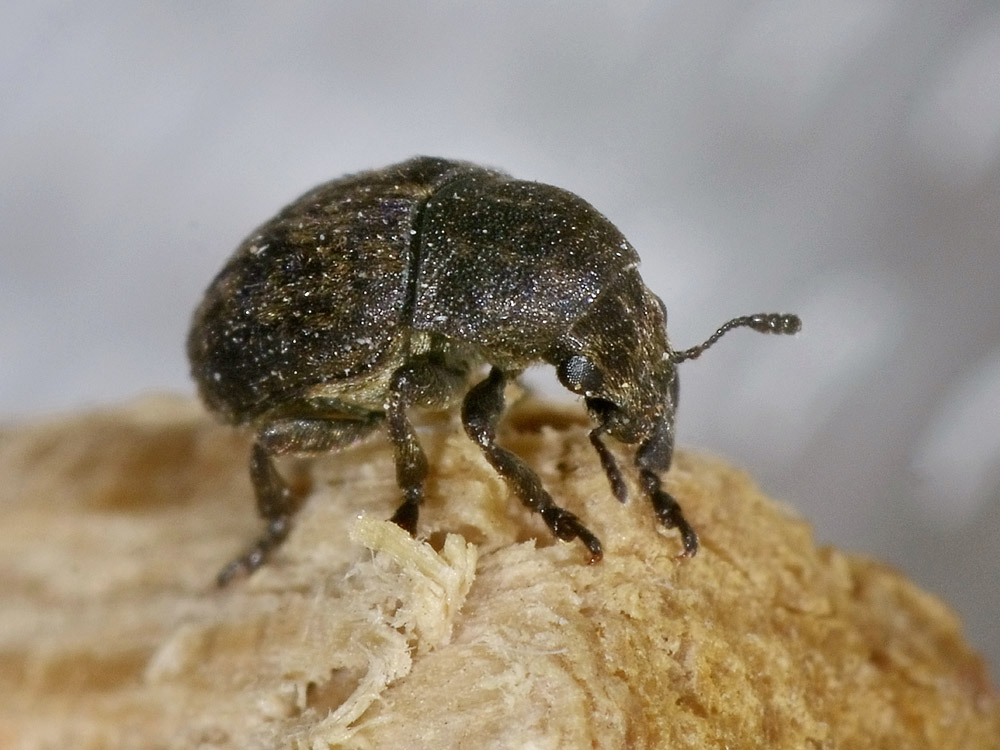 Anthribus nebulosus - Anthribidae